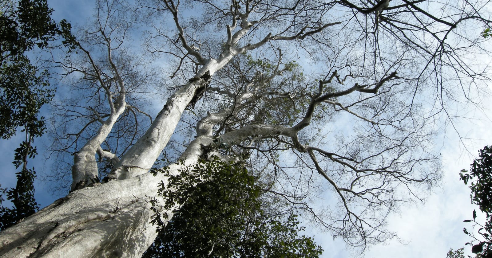 What a Carbon Credit Actually Is (and Isn't)